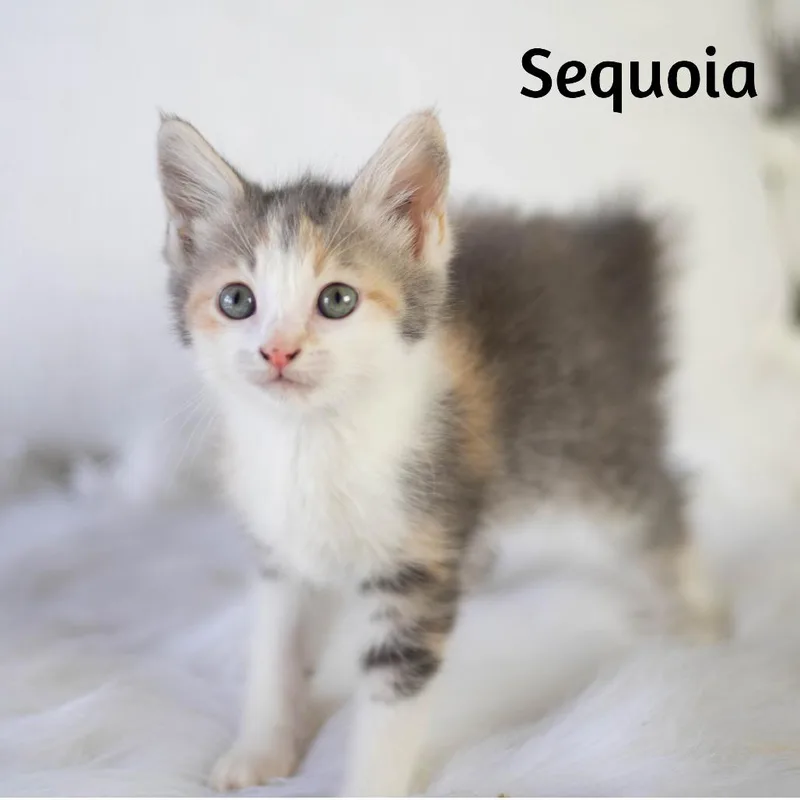 Sequoia thumbnail 3