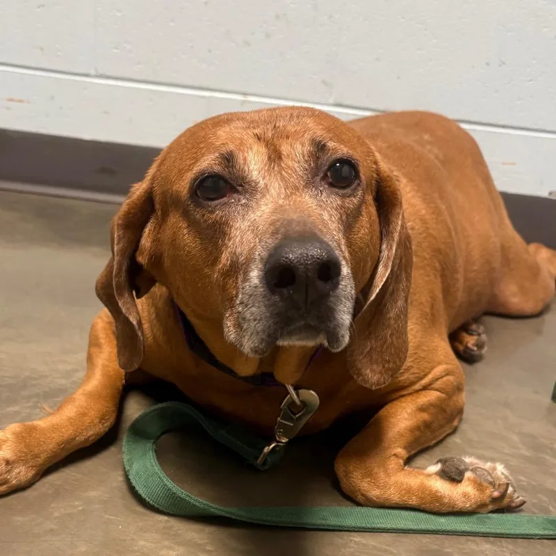 A senior large-sized female Brown / Chocolate Mixed Breed dog named Tula for adoption in DeKalb, IL