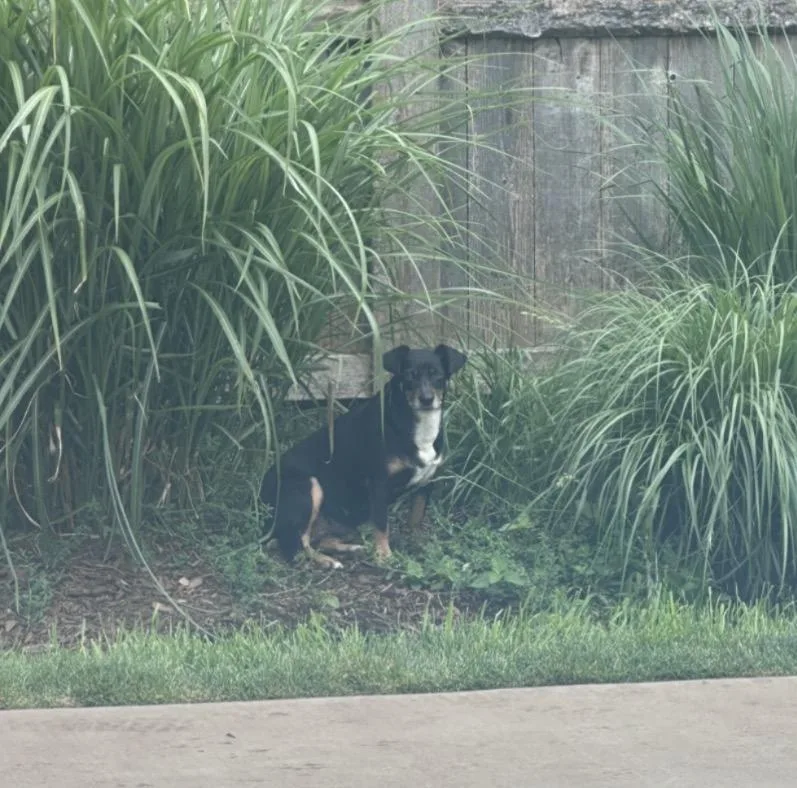 A young medium-sized female Tricolor (Brown, Black, & White) Beagle dog named Lil Tamale Molly for adoption in Wonder Lake, IL