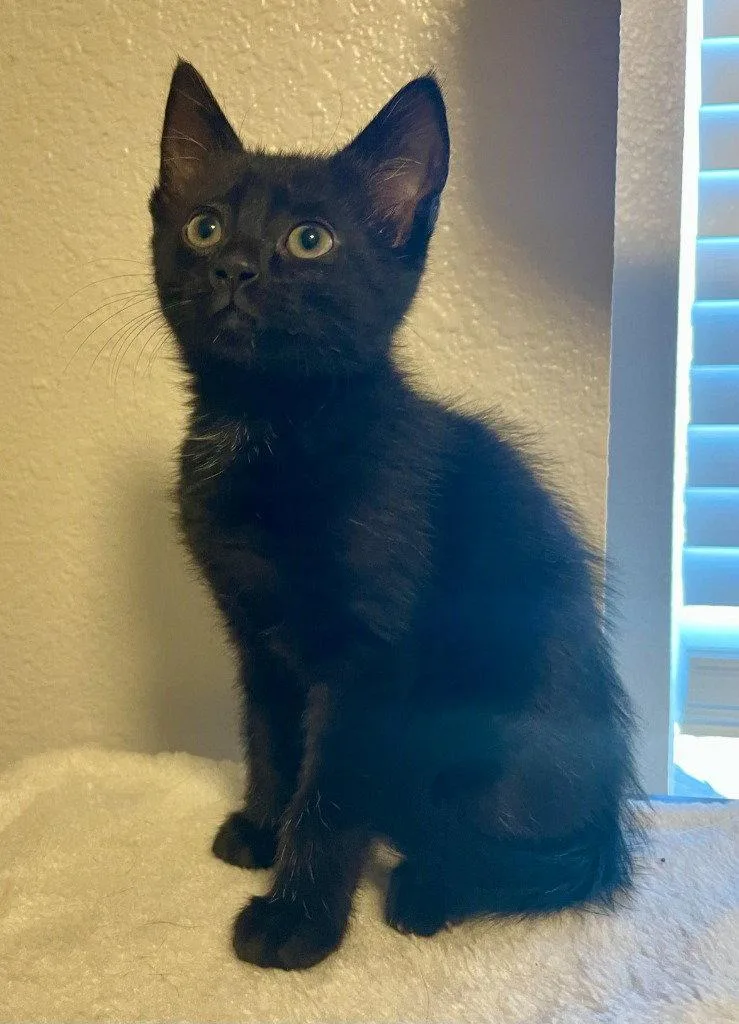 A baby medium-sized female Black Domestic Medium Hair cat named Tiffany for adoption in St. Helens, OR