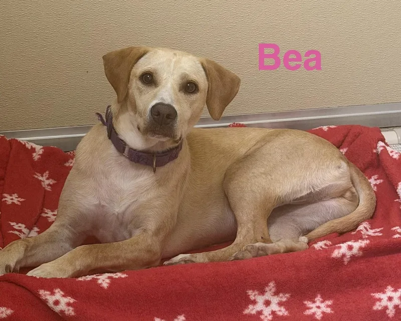 An adult medium-sized female Apricot / Beige Labrador Retriever dog named Bea for adoption in Pawleys Island, SC