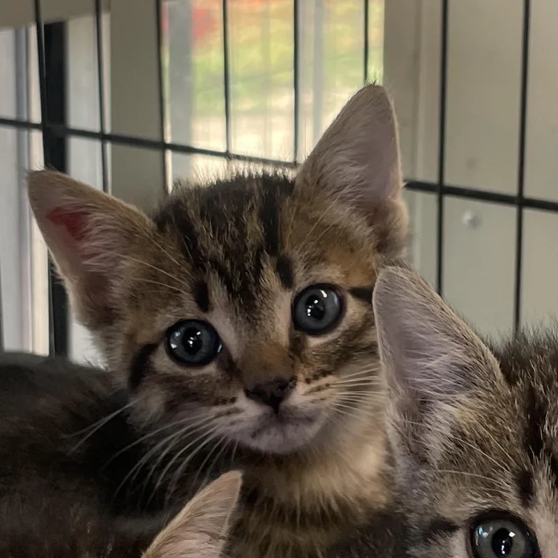 A baby small-sized male Brown / Chocolate Domestic Short Hair cat named Sammy for adoption in San Antonio, TX