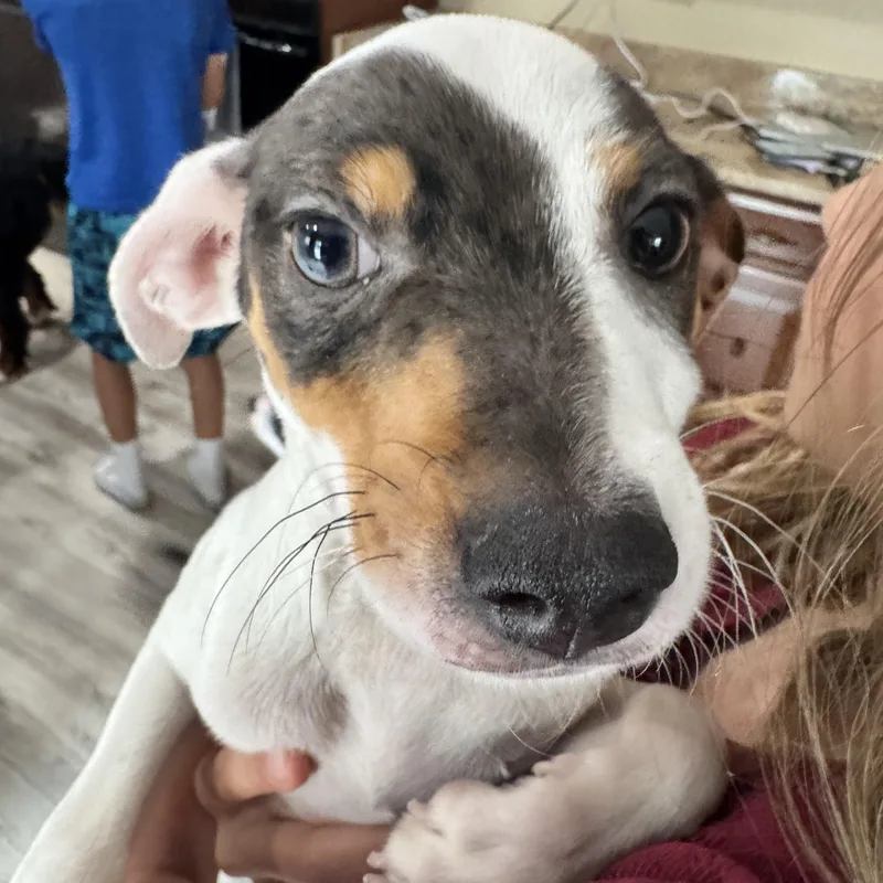 A baby small-sized male Terrier dog named Andre for adoption in Gainesville, VA