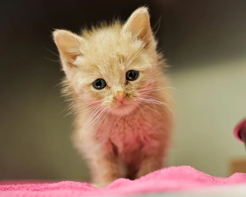 A baby small-sized male Domestic Short Hair cat named Perry for adoption in Tulsa, OK