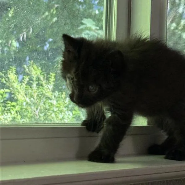 A baby small-sized male Black Domestic Medium Hair cat named Slate for adoption in Mount Shasta, CA
