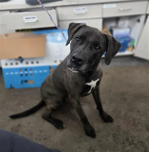 An adult medium-sized female Labrador Retriever dog named Zoey for adoption in Dallas, TX