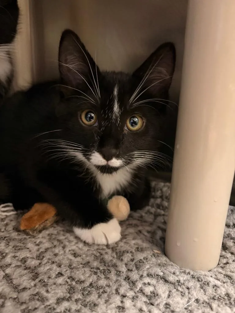 A baby large-sized male Domestic Short Hair cat named Lord Fluffball for adoption in Detroit, MI