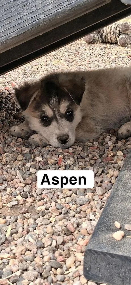 A baby medium-sized female Tricolor (Brown, Black, & White) Husky dog named Aspen for adoption in Lafayette, CO