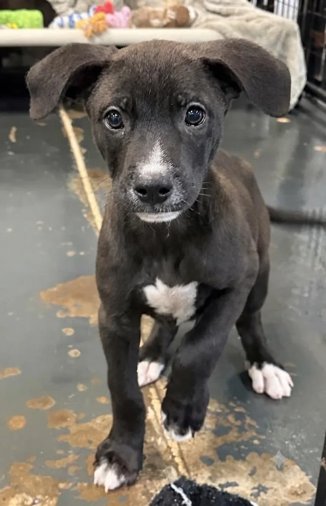 A baby small-sized male Labrador Retriever dog named Theodore for adoption in St. Augustine, FL