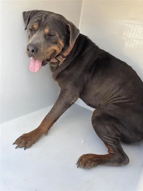 An adult large-sized male Rottweiler dog named A for adoption in Houston, TX