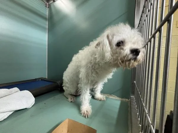 An adult small-sized female Mixed Breed dog named Mini Mallow for adoption in New York, NY
