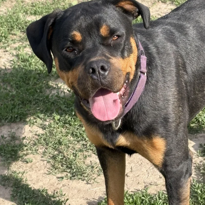 An adult large-sized female Black Rottweiler dog named Ruby for adoption in Eaton Rapids, MI