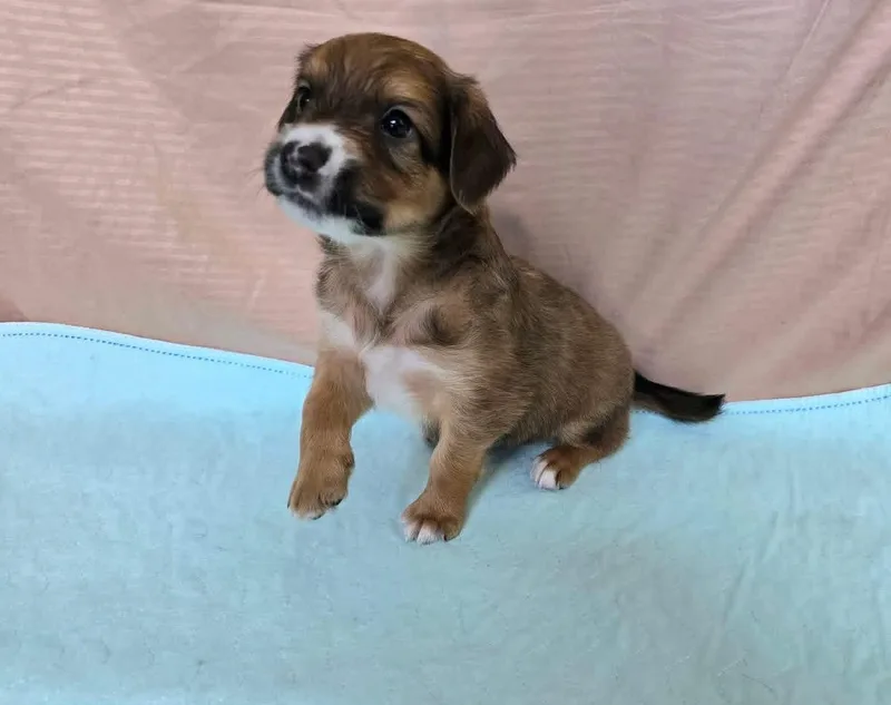 A baby medium-sized male Border Collie dog named Dustin for adoption in Corsicana, TX