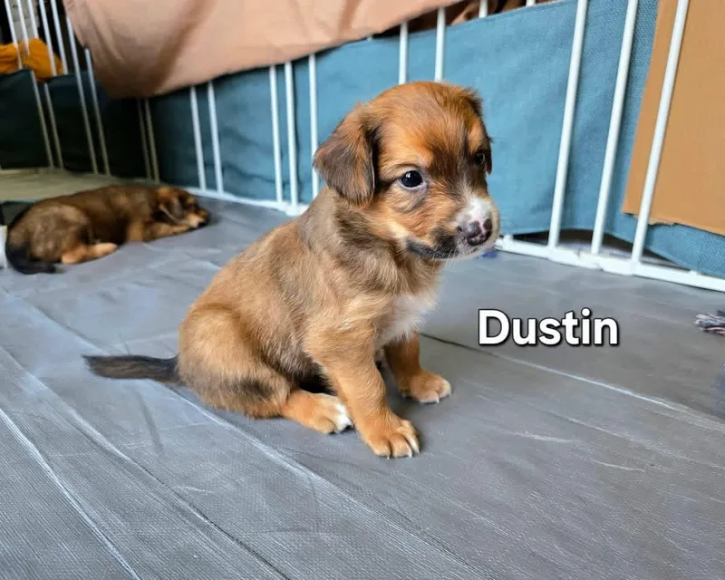 Dustin thumbnail 4