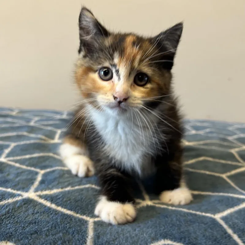 A baby small-sized female Calico Domestic Short Hair cat named Ivhsstray_ for adoption in San Gabriel, CA