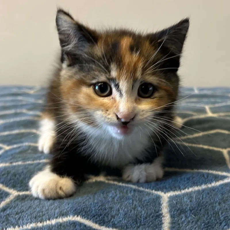 Ivhsstray_ thumbnail 2