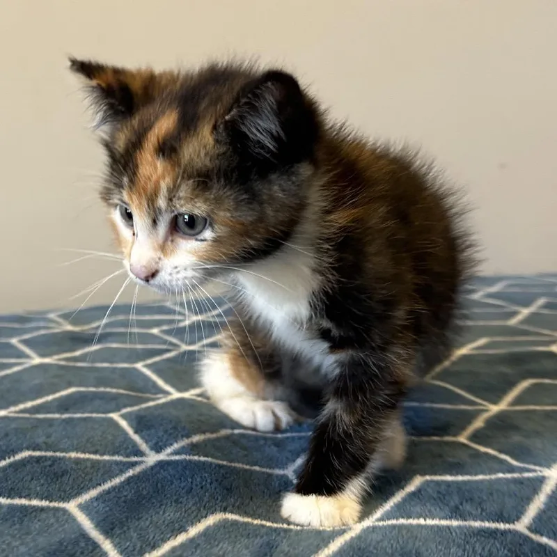 Ivhsstray_ thumbnail 3