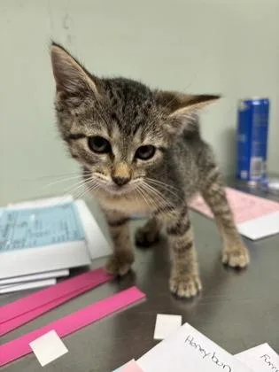 A baby medium-sized female Domestic Short Hair cat named Honeybun for adoption in Picayune, MS