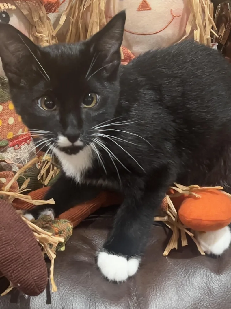 A baby small-sized male Black & White / Tuxedo Domestic Short Hair cat named Fujimoto for adoption in Orange, CA