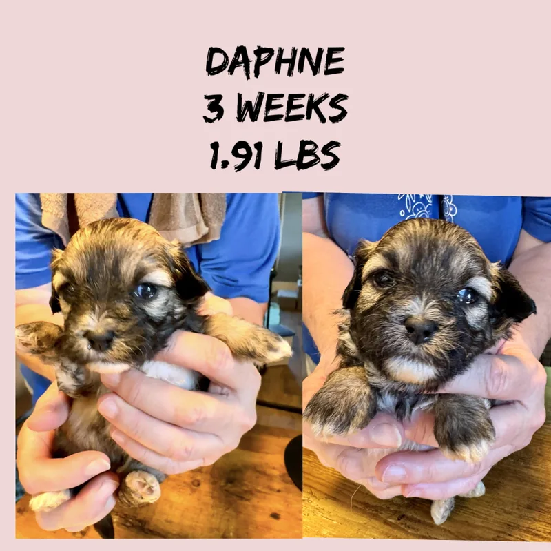 A baby small-sized female Maltese dog named Daphne for adoption in Maiden, NC