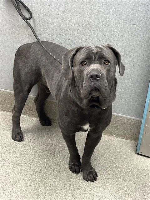 A young large-sized male Cane Corso dog named Dumbo for adoption in Las Vegas, NV