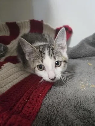 A baby medium-sized male Domestic Short Hair cat named Will for adoption in Savannah, GA