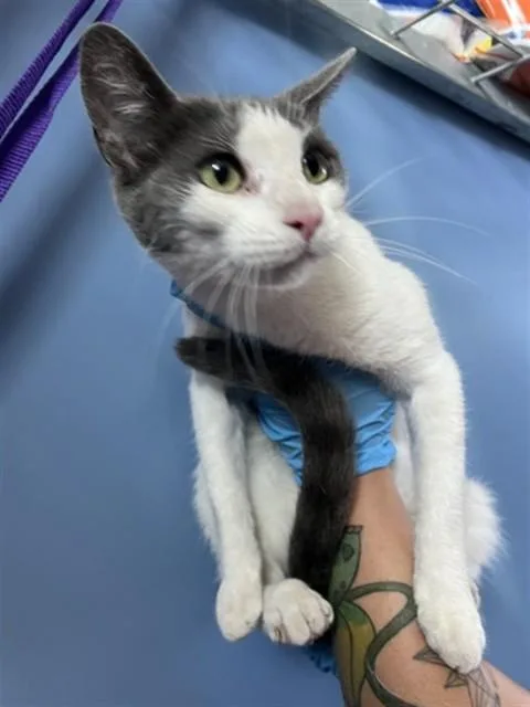 An adult small-sized female Domestic Short Hair cat named Jenifurr for adoption in San Bernardino, CA