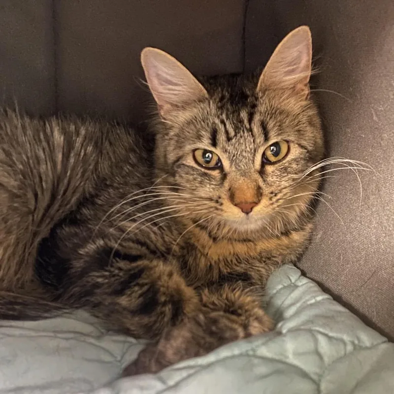 An adult medium-sized female Brown / Chocolate Domestic Medium Hair cat named Honeybee for adoption in Spokane, WA