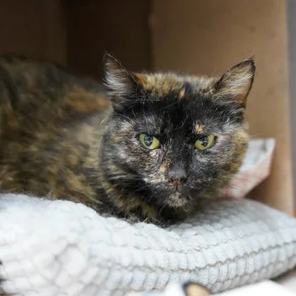 A young small-sized female Black Domestic Short Hair cat named Iris for adoption in Atlanta, GA