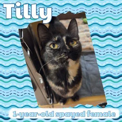 Tilly