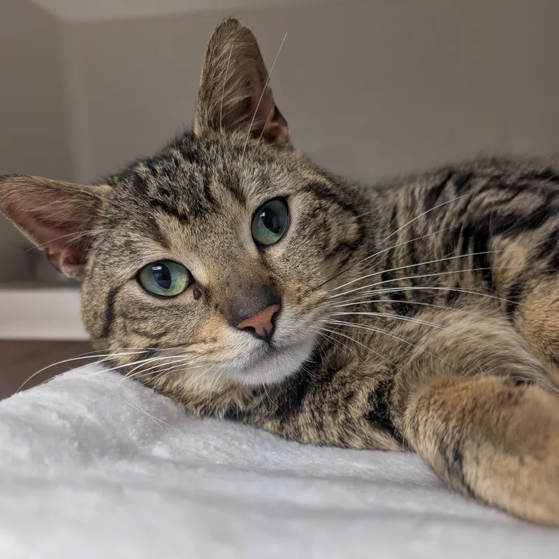 A young medium-sized male Black Domestic Short Hair cat named Screech for adoption in Watertown, NY