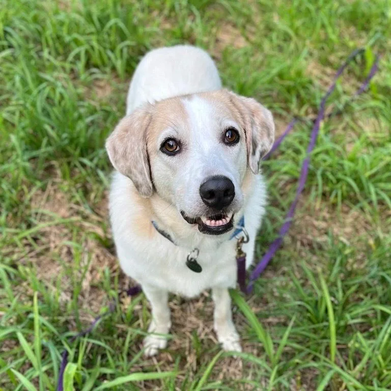 An adult medium-sized female White / Cream Mixed Breed dog named Lorelai for adoption in Novelty, OH
