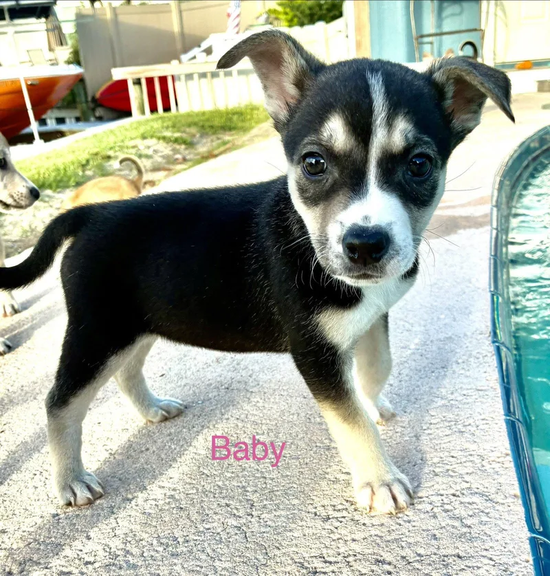 A baby medium-sized female Terrier dog named Baby for adoption in Royal Palm Beach, FL