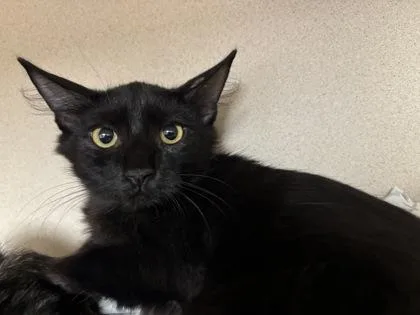 A baby medium-sized female Domestic Medium Hair cat named Olivia I AM for adoption in East Brookfield, MA