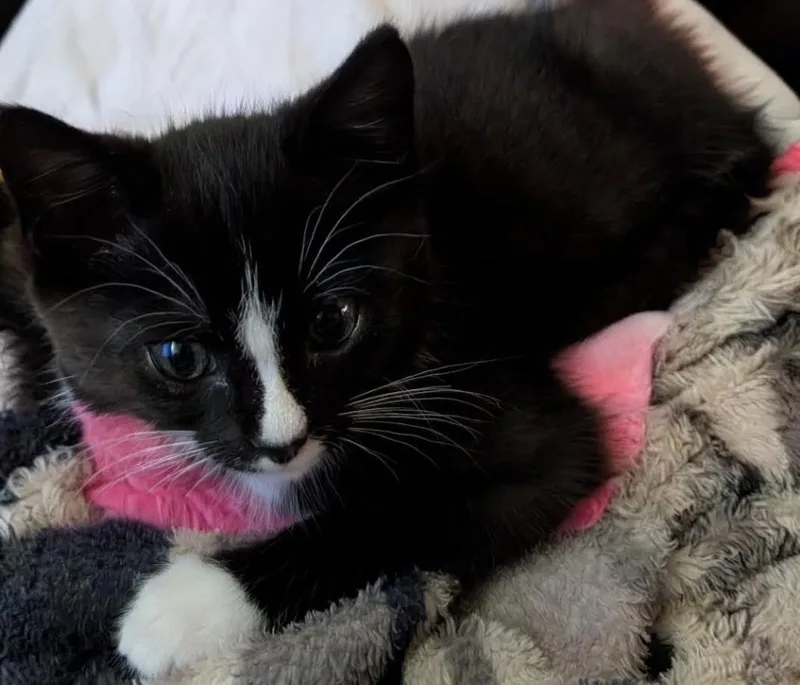 A baby medium-sized male Black & White / Tuxedo Domestic Short Hair cat named Sinatra for adoption in Tomah, WI