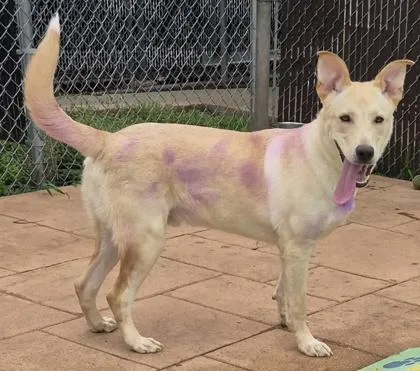 Skippy