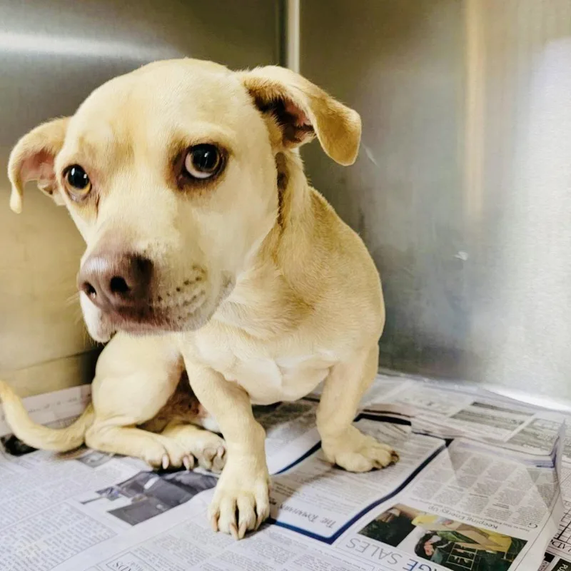 A young small-sized male Dachshund dog named Little Legs Nelson Rds for adoption in Rockaway, NJ