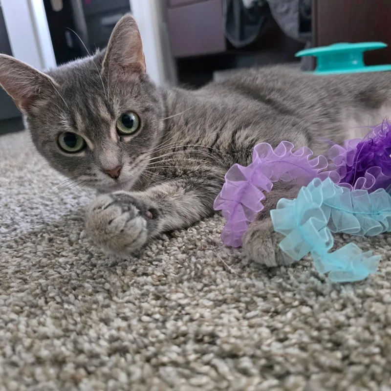 A young medium-sized female Tabby (Gray / Blue / Silver) Domestic Short Hair cat named Amalie for adoption in Hoyleton, IL
