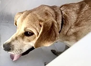 A young large-sized male Labrador Retriever dog named A for adoption in Houston, TX