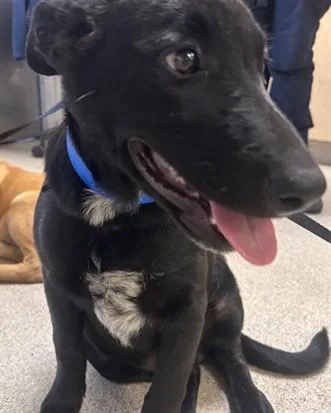 A young small-sized male Shepherd dog named Pepper for adoption in Riverside, CA