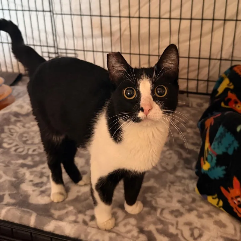 A young medium-sized male Black Domestic Short Hair cat named Ozzy for adoption in Tucson, AZ
