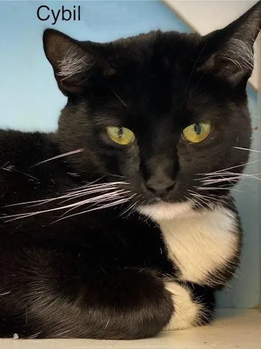 Cybil  Center thumbnail 3