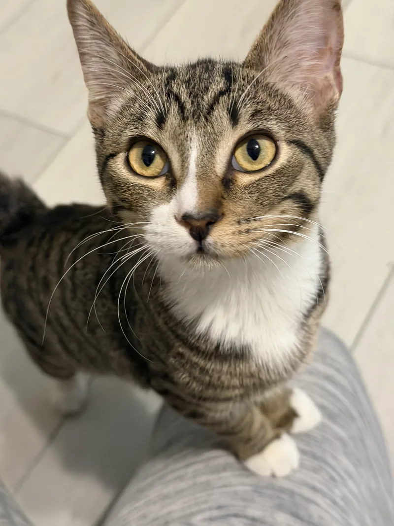 A baby small-sized female Tabby (Brown / Chocolate) Domestic Short Hair cat named Willow for adoption in Youngtown, AZ