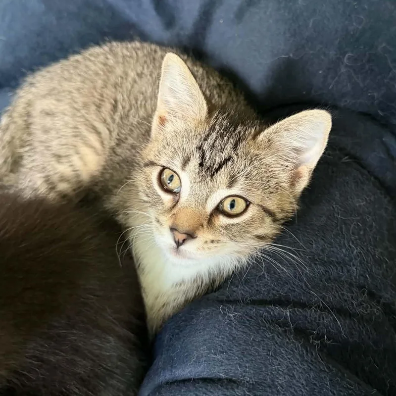 A baby medium-sized female Tabby (Brown / Chocolate) Domestic Short Hair cat named Sophie for adoption in De Soto, IA