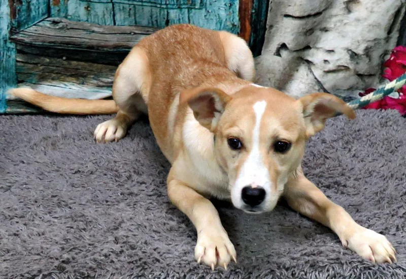 A young medium-sized male Yellow / Tan / Blond / Fawn Labrador Retriever dog named Quinton for adoption in Lexington, VA