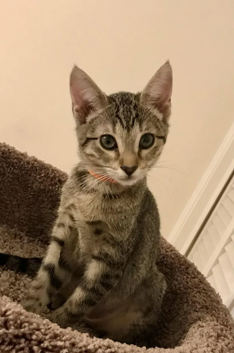 A baby medium-sized female Tabby cat named LeeLee for adoption in Plano, TX