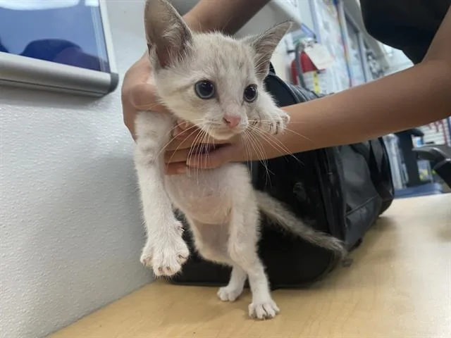 A baby medium-sized male Domestic Short Hair cat named Marie for adoption in Dallas, TX