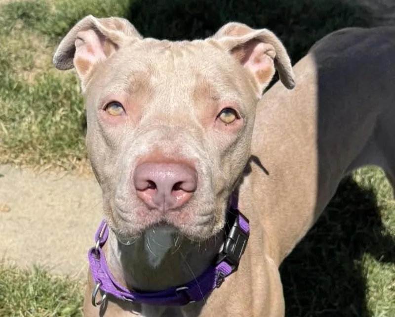 An adult medium-sized female Apricot / Beige Pit Bull Terrier dog named Pearl for adoption in Euclid, OH