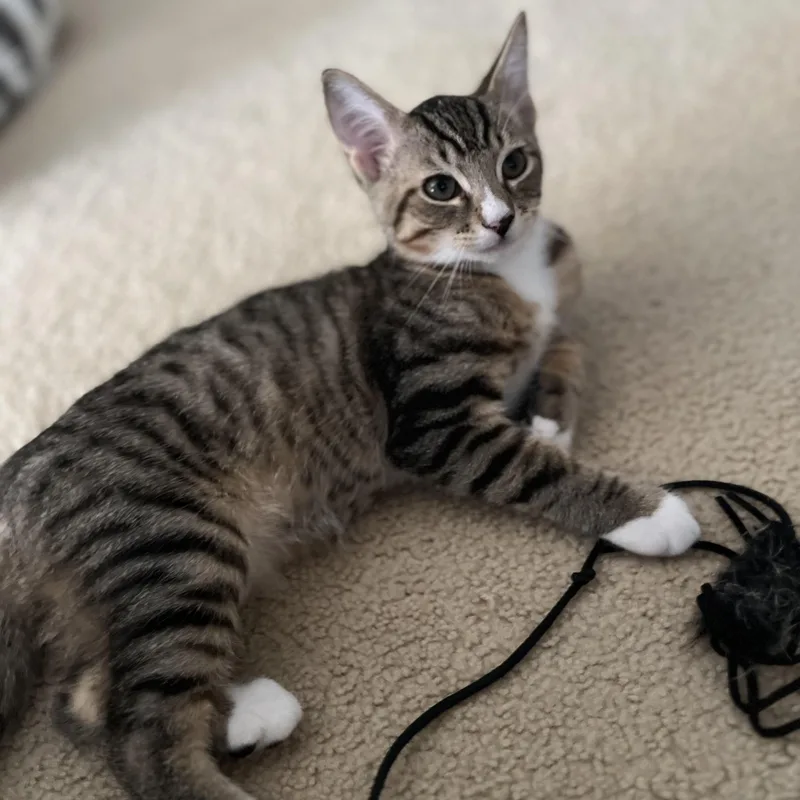 A baby medium-sized male Domestic Short Hair cat named Leo for adoption in Renton , WA