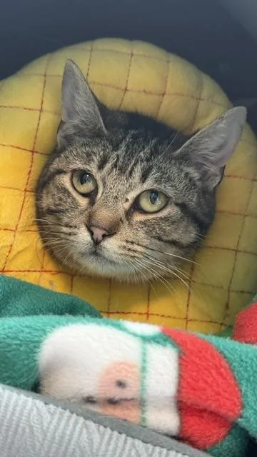 An adult small-sized female Domestic Short Hair cat named Lynx for adoption in Sultan, WA
